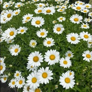 Meet your Posher, Nicholle